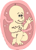 foetus