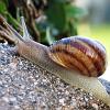 Escargot_Cornu